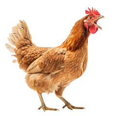 chicken isolated on white background