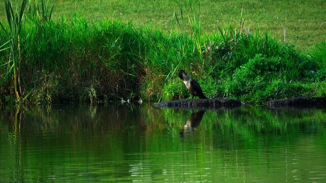 A cormorant stands by the shore of a beautiful lake in spring, enjoying the sun and calm water. A serene wildlife scene showcasing its natural behavior in a lush, vibrant landscape.
