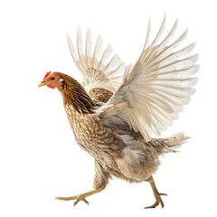Chicken standing on a white background, isolated, with feathers and beak, symbolizing farm life and poultry