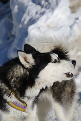 A close-up of a husky's face, showcasing its piercing blue eyes, thick fur, and alert expression. The dog's features are sharp, with a calm yet intense look.