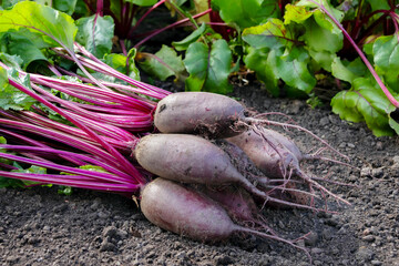 Bunch of long beetroots (Cylindra variety) with leaves are harvested lying on the ground next to the row of growing beets in the garden.