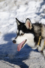 A close-up of a husky's face, showcasing its piercing blue eyes, thick fur, and alert expression. The dog's features are sharp, with a calm yet intense look.