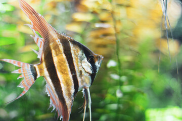 Close-up of a vibrant angelfish with intricate patterns at the Medellín Aquarium Explora, Antioquia, Colombia. Highlighted against a serene green backdrop, showcasing aquatic elegance