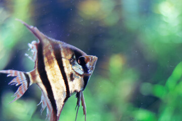Close-up of a vibrant angelfish with intricate patterns at the Medellín Aquarium Explora, Antioquia, Colombia. Highlighted against a serene green backdrop, showcasing aquatic elegance