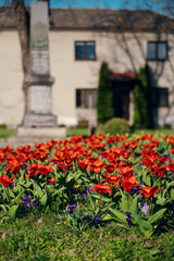 Tulips in spring in the village (high resolution)