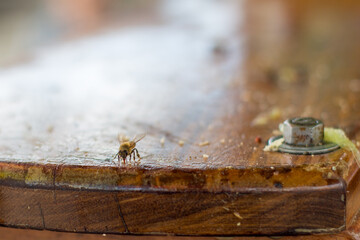 Obraz premium Wasp clustered on a sugarcane juice extraction machine in Pereira, Risaralda, Colombia. A fascinating encounter between nature and urban life in the city's bustling streets.