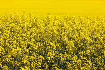 A bright, yellow field of flowering rapeseed.