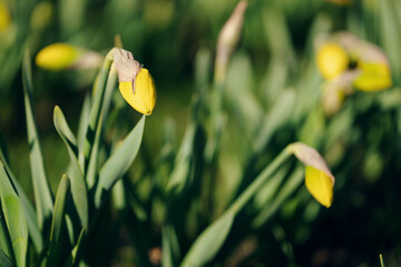 Tulips in spring in the village (high resolution)