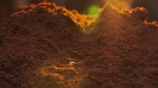 Farmer placing a soybean seed in red soil with a beautiful sunset in the background.