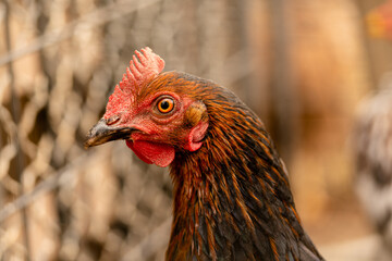 Young hen in a rural livestock unit.