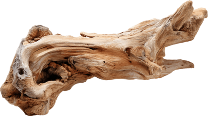 Natural driftwood form fresh isolated on transparent background png  
