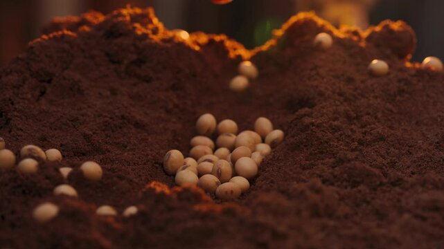Soybean seeds scattered on red soil with a sunset backdrop in the farmer's field.