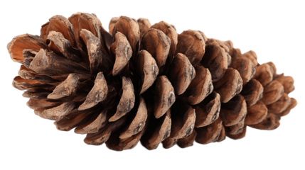 Brown pine cone solo cutout isolated on transparent background png  
