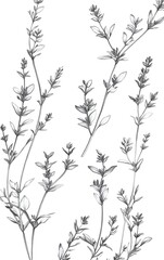 Naklejka premium Illustrate delicate sprigs of thyme with tiny leaves and fine texture, all isolated on a white background
