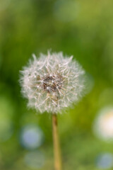Fototapeta premium Primo piano di un soffione in un campo in primavera