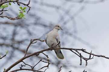 Eurasian collared dove on a branch. Streptopelia decaocto