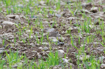 Small bird in the grass.  Corn Bunting. Emberiza calandra