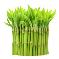 Fototapeta premium Lush bunch of green bamboo stalks capturing the essence of nature and perfect for creating a serene indoor environment isolated on transparent background..