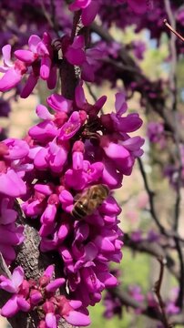 Bee on pink flowers