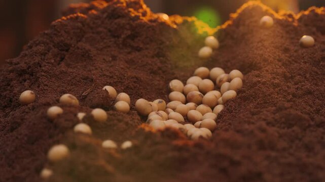 Panel of soybean grains on red soil, with a sunset in the field.