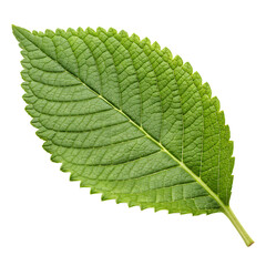 Obraz premium A fresh lemon ironwood leaf isolated on a transparent background