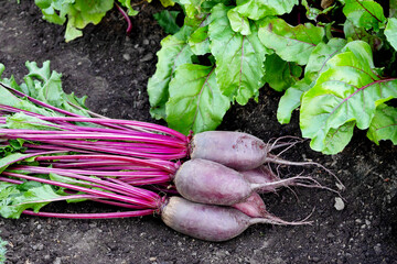 Bunch of long beetroots (Cylindra variety) with leaves are harvested lying on the ground next to the row of growing beets in the garden.