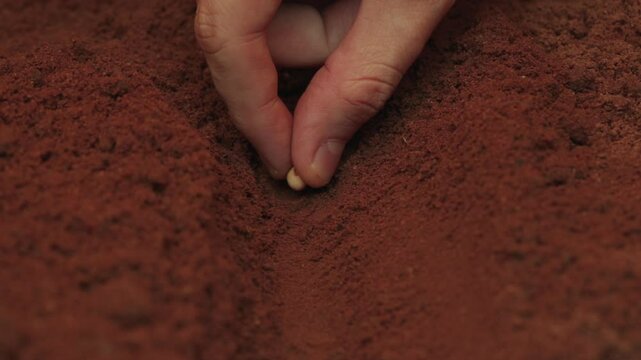 Farmer placing a soybean seed on red soil, in close-up.