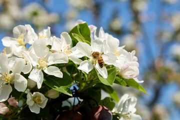 A bee collects pollen from a Prunus spinosa also called blackthorn, on a beautiful Italian spring day