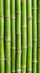 Obraz premium green bamboo 