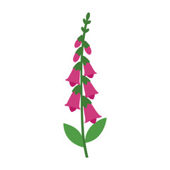 Foxglove flower vector illustration  © MDAriful