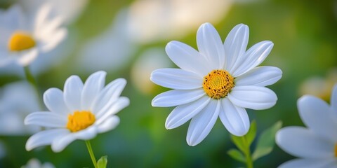 Fototapeta premium Daisy Dreams. White Flowers Bloom Under Sunshine, Nature's Gentle Beauty
