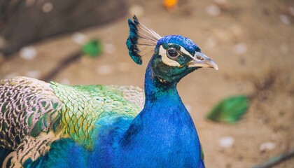 Fototapeta premium 孔雀