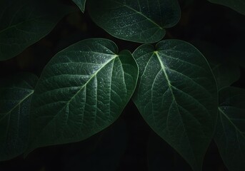 Obraz premium Dark green heart-shaped leaves close-up, natural plant texture, nature background, botanical details.