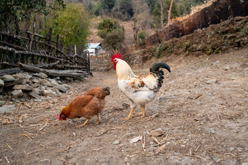Chickens Foraging in a Rural Landscape During Early Morning Light Near a Mountain Village