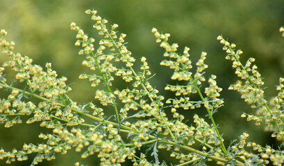 Annual wormwood (Artemisia annua) grows in nature