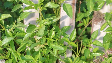 Lush Green Basil Plants Growing Near Wooden Fence