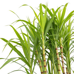 Close up of vibrant sugarcane stalks.
