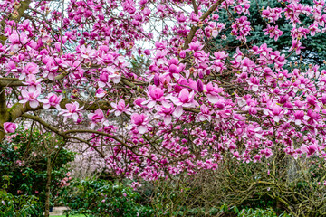 Tulip Tree Blossoms Background