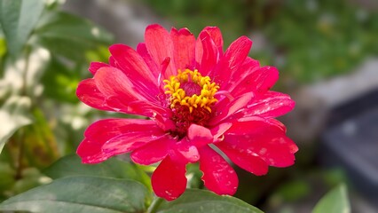 Vibrant Red Zinnia Flower Garden Bloom Closeup Nature Shot