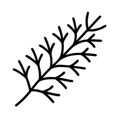 Dill plant branch botanical illustration vector drawing for food herbs and spices design element isolated 