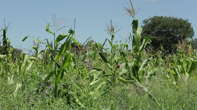 SWEETCORN