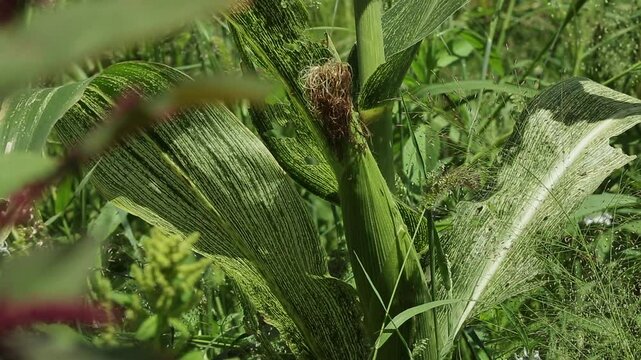 SWEETCORN