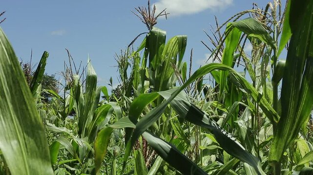 SWEETCORN