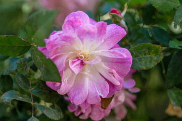 Gros plan sur une  rose trémière