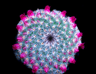 blooming cactus
