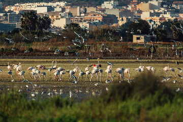 aves paisaje natural marjal Almenara España