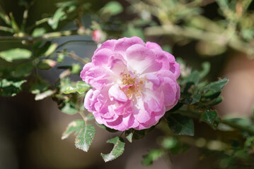 Gros plan sur une rose trémière