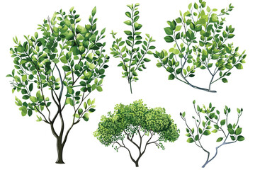 Obraz premium Watercolor illustration. Botanical collection of wild and garden plants. Set: leaves, flowers, branches, herbs and other natural elements.Green grass isolated on white background.