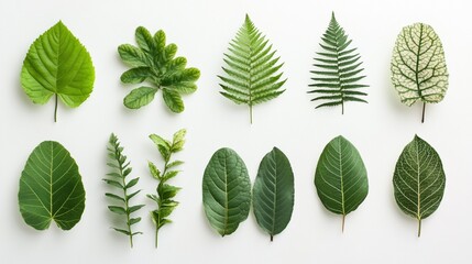Assorted green leaves arranged on a white background