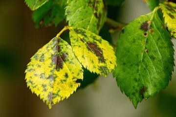 Diplocarpon rosae, rose black spot disease